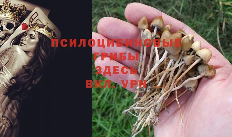 Псилоцибиновые грибы Psilocybe  Бийск 